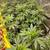 Plants 2 thumbnail