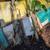 Blue Java Ice Cream Banana Plants 2 thumbnail