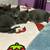 Kitten 6 thumbnail