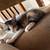 Kittens need homes 7 thumbnail