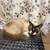 Kitty’s and two kittens 4 thumbnail