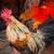 Show Quality Call Ducks & Show Quality Bantams & Show Quality Pigeons 1 thumbnail