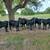 Lease bulls angus 9 thumbnail