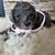 Miniature poodle puppy 1 thumbnail