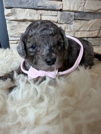 Miniature poodle puppy 1