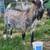 Nigerian dwarf buck 2 thumbnail