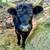 Mini Calves 10 thumbnail