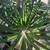 Madagascar Palms Silver, Pachypodium Geayi 9 thumbnail