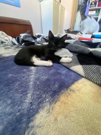 Kitten for adoption (Lockport IL)63961118497666120
