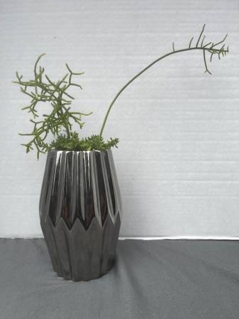 2 Dancing Bones Soft Cactus Succulent Plants Sedums in New Planter Pot 1