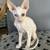 Cornish Rex Kittens 8 thumbnail
