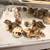 Jumbo Coturnix quail Eggs 4 thumbnail