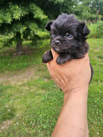 Chihuahua puppy girl 1
