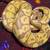 Ball python female 2 thumbnail