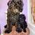 Miniature/Toy Poodle Puppies 6 thumbnail