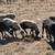 Sheep wether lambs eews 7 thumbnail