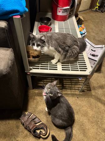 Declawwed inside cats 1
