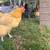 organic chicken eggs 2 thumbnail