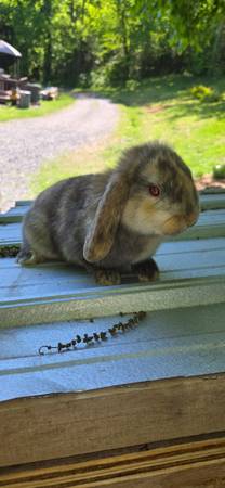 Holland lop mix 1