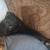 Dog 5 thumbnail