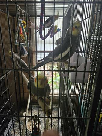 Bird owner 1