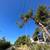 BEST Tree Service - Palm Removal / Trimming (Contractor Licensed) 10 thumbnail