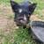 Kune Kune pigs 1 thumbnail
