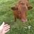 Dexter cows 3 thumbnail