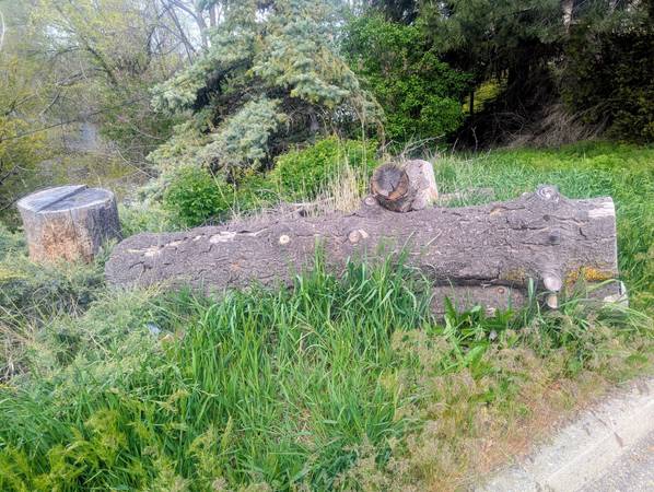 Free firewood 1