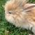 Rabbits 3 thumbnail