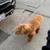 Standard poodle 8 thumbnail