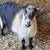 Nigerian Dwarf nannies 3 thumbnail