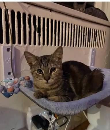LOST CAT - Olivia - lost in Somers, may be in the Bronx (Fordham) (Bronx, NY)