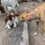 Sighthounds 21 thumbnail