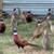 Ringneck Pheasants 2 thumbnail