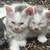 Kitten- 9 Weeks Old 1 thumbnail