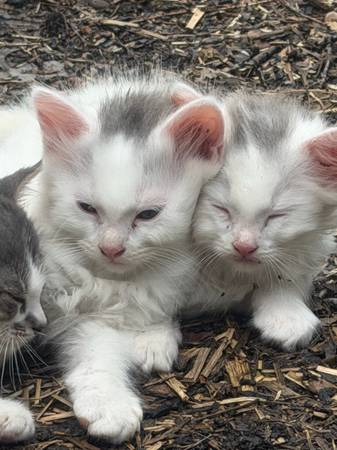 Kitten- 9 Weeks Old 1
