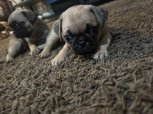 Pug puppies