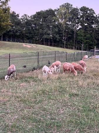 Katahdin Sheep 1