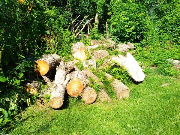 Free Fire Wood 1