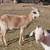 Goats for sale 1 thumbnail