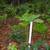 Hellebores 5 thumbnail