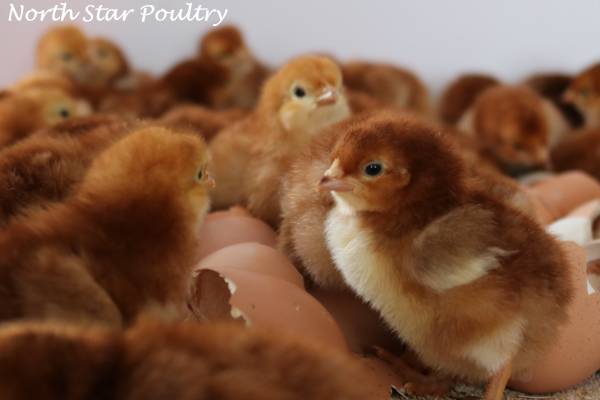 Taking Orders ~ CHICKS ~ Black Stars & Heritage Rhode Island Reds 1