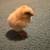 Chicks for sale! 12 thumbnail