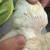 Egger Chicks 2 thumbnail