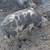 Feeder pigs 2 thumbnail