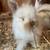 Bunnies 15 thumbnail