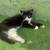 Kiten (black n white) 1 thumbnail