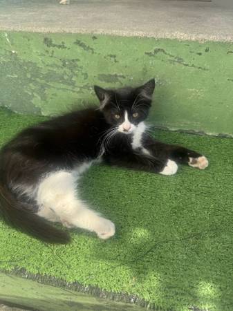 Kiten (black n white) 1