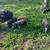 IPP piglets 3 thumbnail